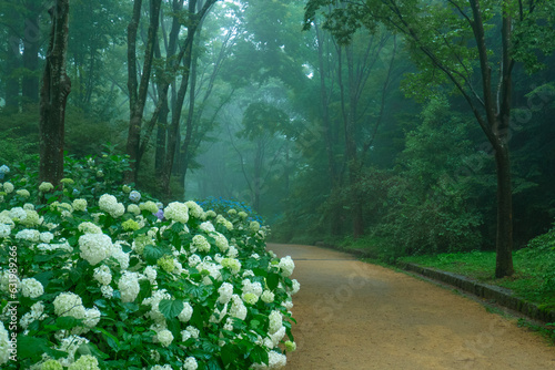 霧に包まれた幻想的な紫陽花