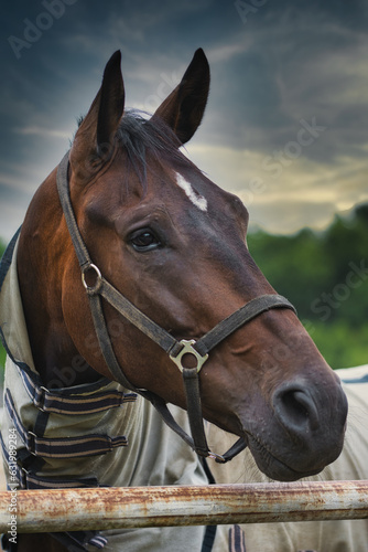 portrait of a horse © Grzegorz