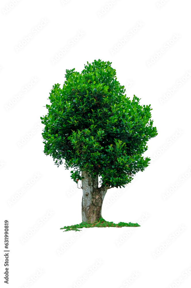 jackfruit tree, Artocarpus heterophyllus isolated on white background jackfruit tree, Artocarpus heterophyllus isolated on white background