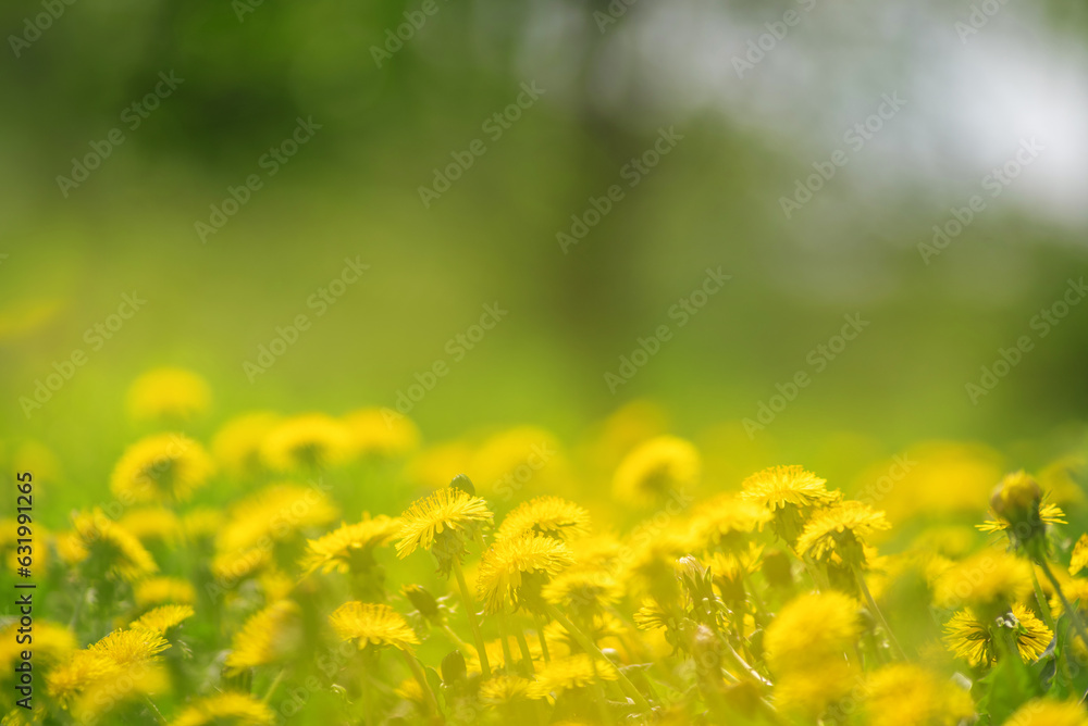 A green field with yellow dandelions. Close-up of yellow spring flowers on the ground in a yellow haze, selective focus on a background of blurred flowers and bokeh