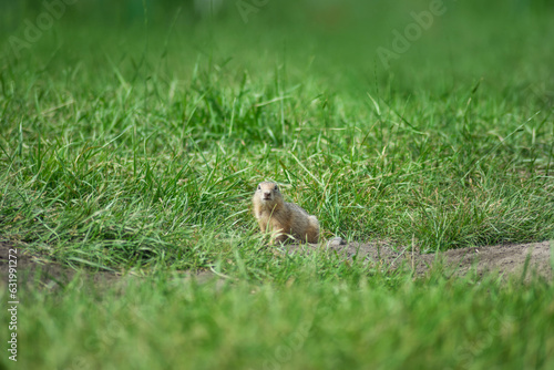 baby gopher peeks out of a mink on a warm summer day, selective focus