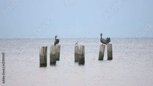 A flock of seabirds resting on some wooden pilings along the beach in Naples Florida pelicans seagull photo