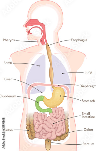 消化器、食道、胃、十二指腸、口腔、鼻腔、肺、横隔膜のイラスト