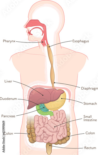 消化器、食道、胃、十二指腸、口腔、鼻腔、肝臓、膵臓のイラスト