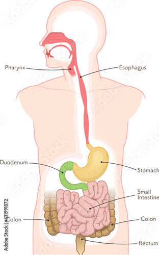 消化器、食道、胃、十二指腸、口腔、鼻腔のイラスト