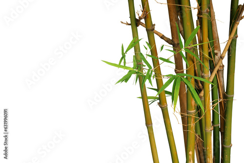 Close up of a group of bamboo plants isolated on a png file at transparent background.