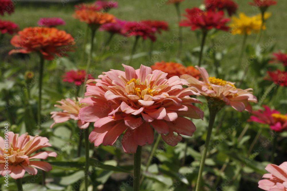 Image of light orange flowers in a field of multicolored flowers with green leaves. Image of light orange flowers in a field of multicolored flowers with green leaves.