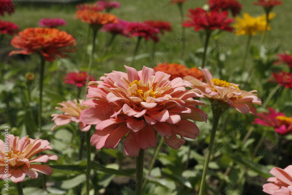 Image of light orange flowers in a field of multicolored flowers with green leaves.