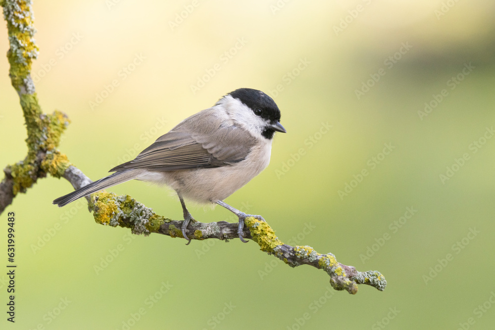 Fototapeta premium Sumpfmeise oder Nonnenmeise (Poecile palustris)