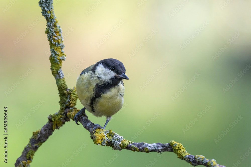 Naklejka premium Kohlmeise (Parus major)