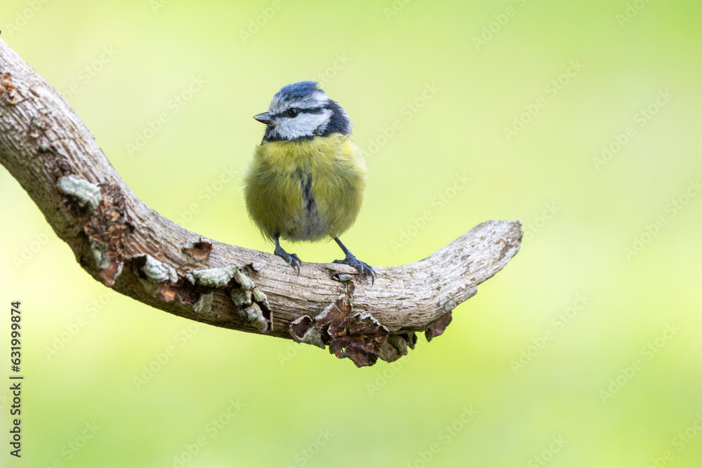 Fototapeta premium Blaumeise (Cyanistes caeruleu)