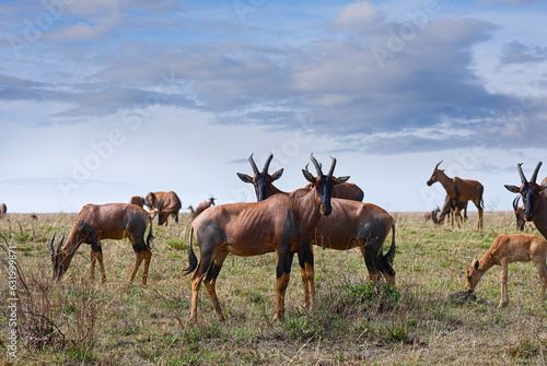 Animals of Africa. Herd of Bubal antelopes graze
