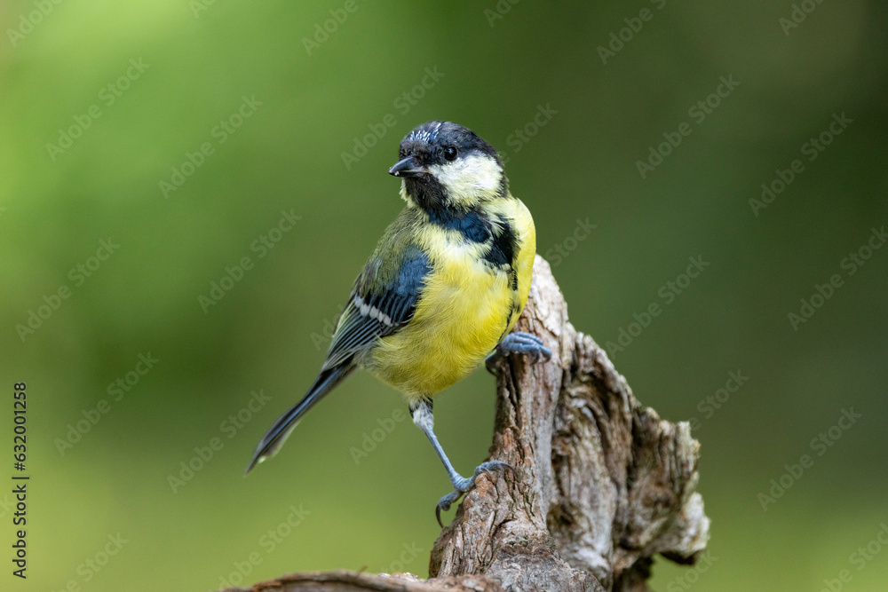 Kohlmeise (Parus major)