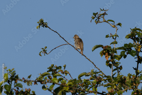 Karmingimpel (Carpodacus erythrinus) photo