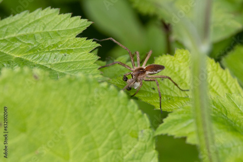 Listspinne (Pisaura mirabilis)