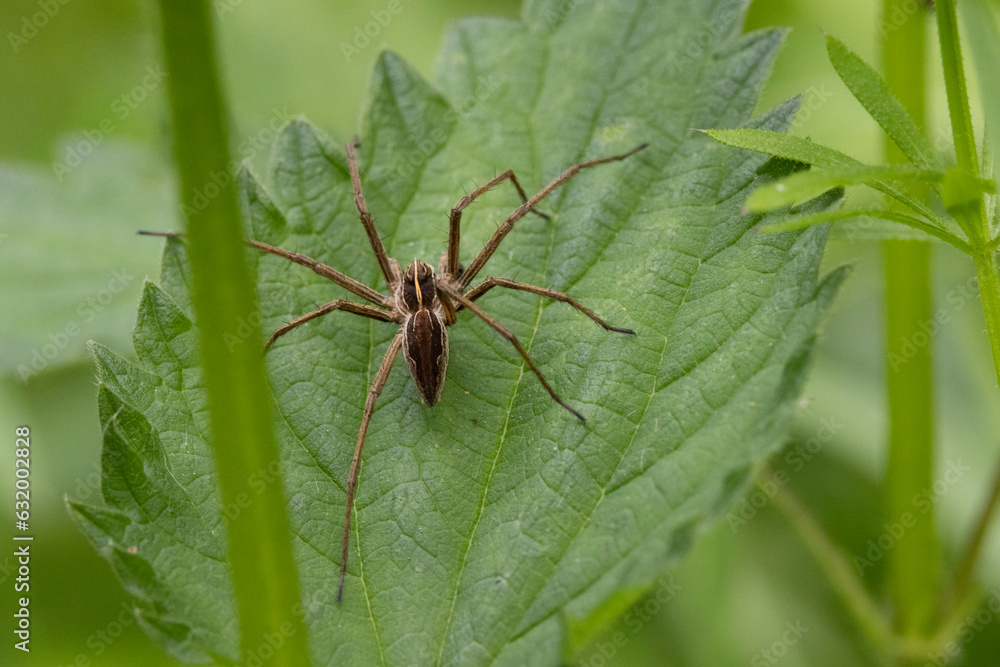 Listspinne (Pisaura mirabilis) Listspinne (Pisaura mirabilis)