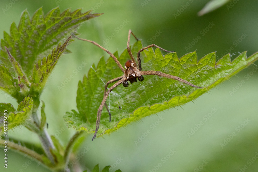 Listspinne (Pisaura mirabilis) Listspinne (Pisaura mirabilis)