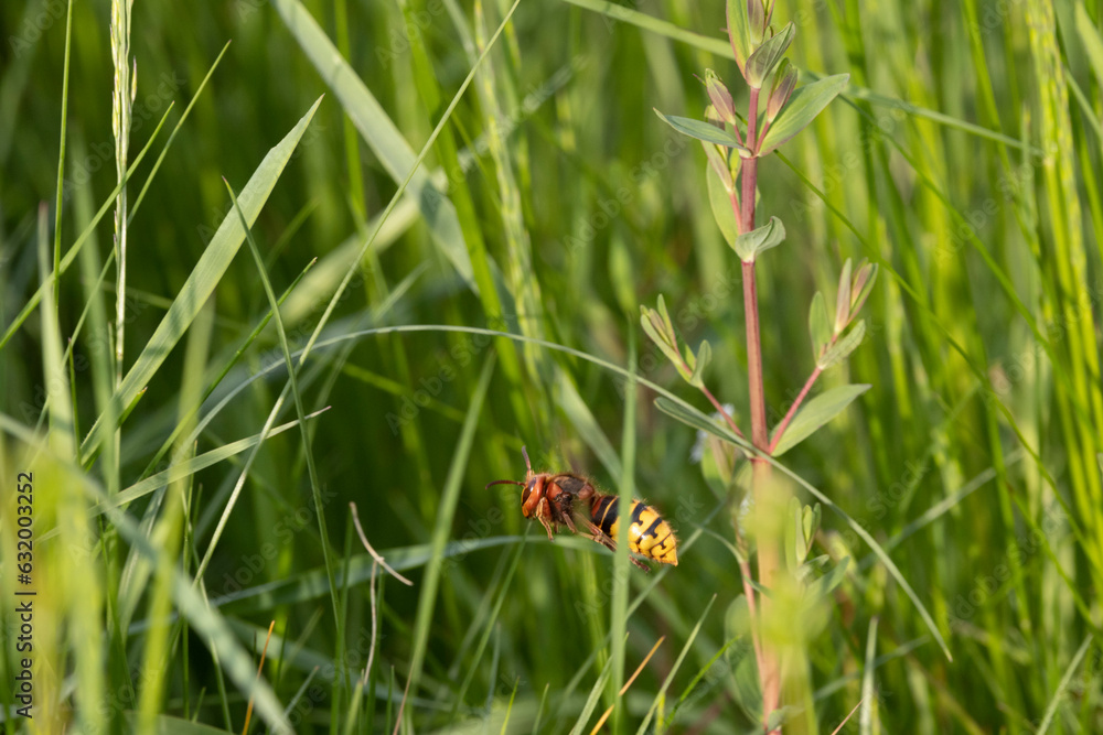 Hornisse (Vespa crabro) Hornisse (Vespa crabro)