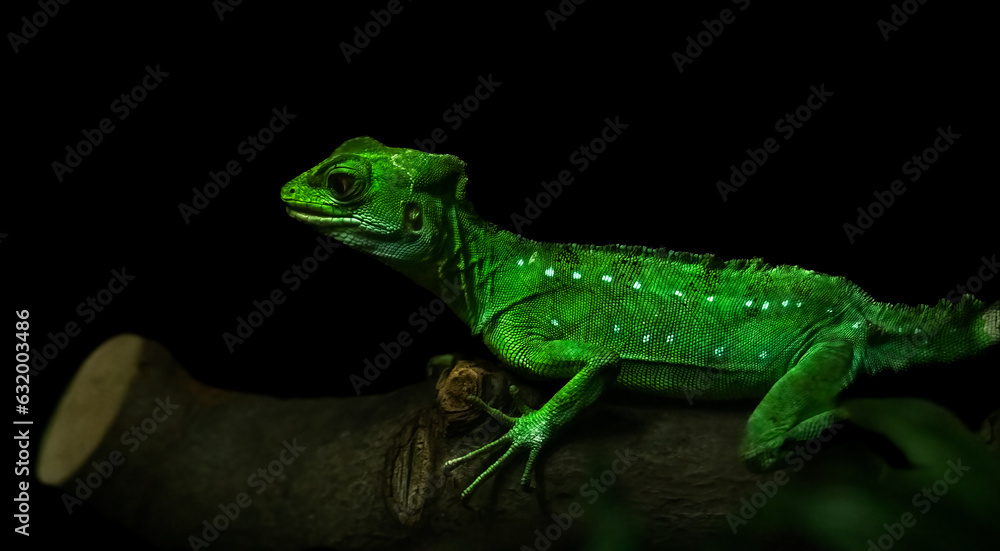 Naklejka premium Green basilisk or Jesus lizard on a branch.