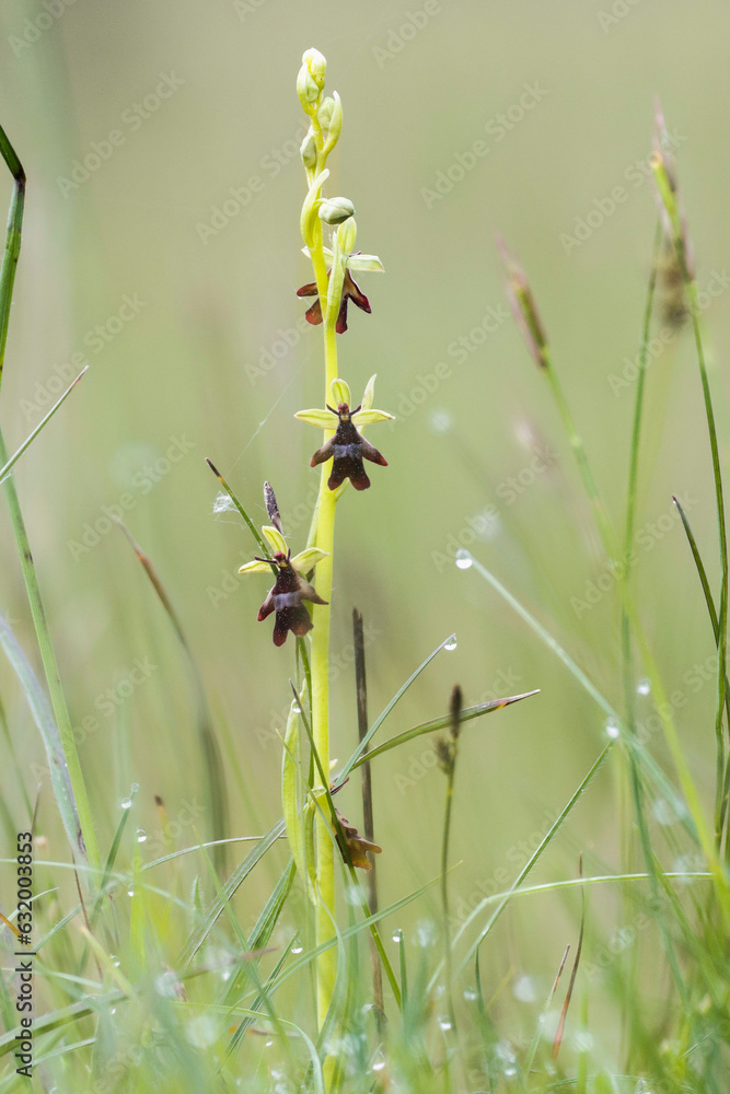 Fliegen-Ragwurz (Ophrys insectifera)