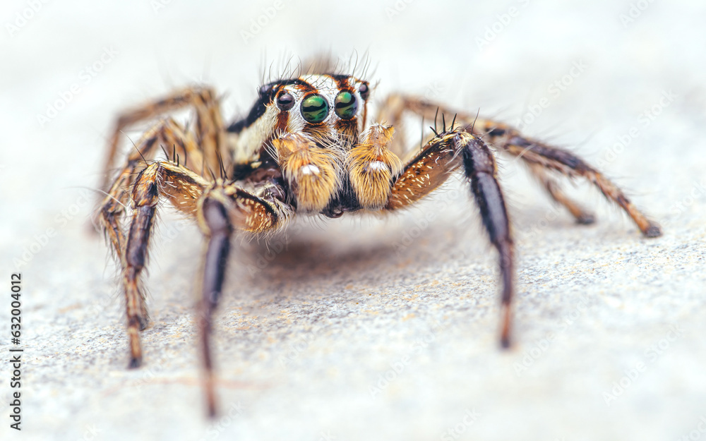 Close up a colorful jumping spider on cement floor, Selective focus, macro shot, Thailand. Close up a colorful jumping spider on cement floor, Selective focus, macro shot, Thailand.