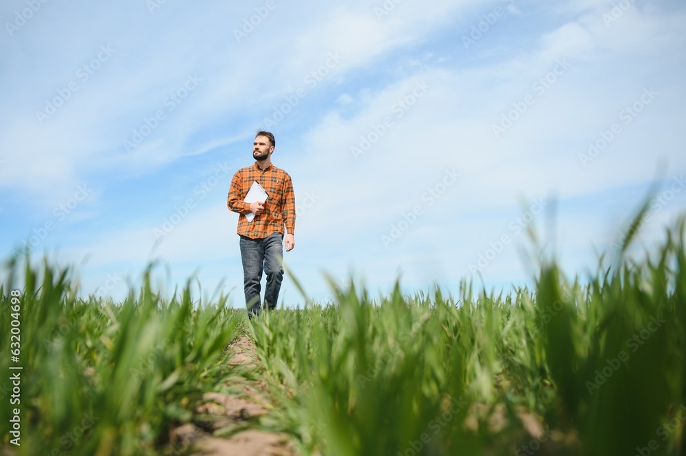 A young farmer inspects the quality of wheat sprouts in the field. The concept of agriculture A young farmer inspects the quality of wheat sprouts in the field. The concept of agriculture