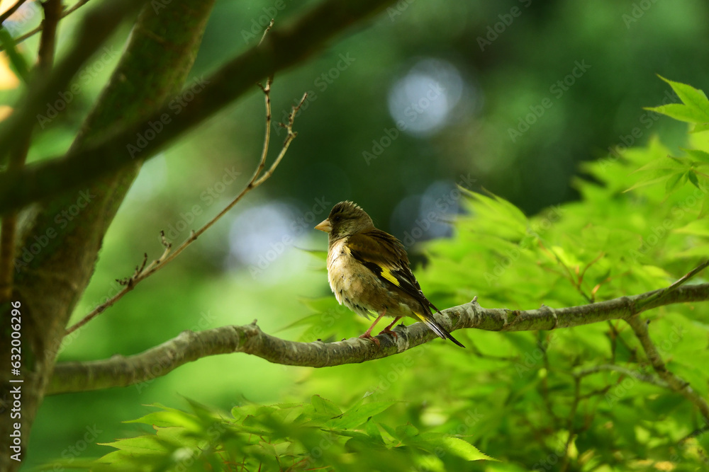 モミジに止まるカワラヒワの後ろ姿