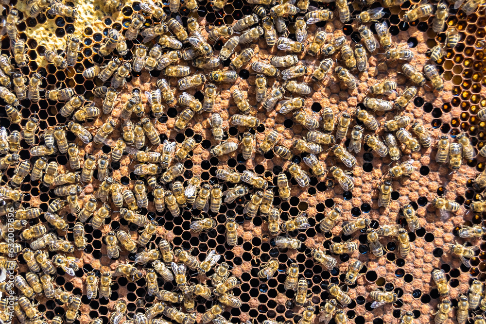 Abstract hexagon structure is honeycomb from bee hive filled Abstract hexagon structure is honeycomb from bee hive filled