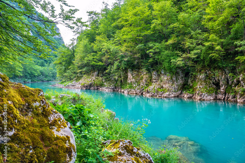Tara River. Montenegro - obrazy, fototapety, plakaty 