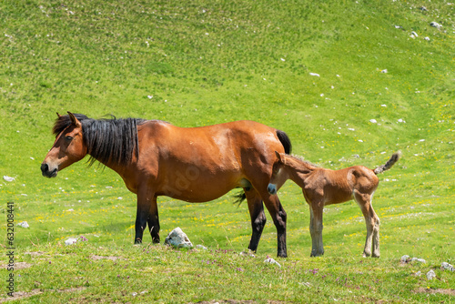 Horses at Durmitor Park. Montenegro