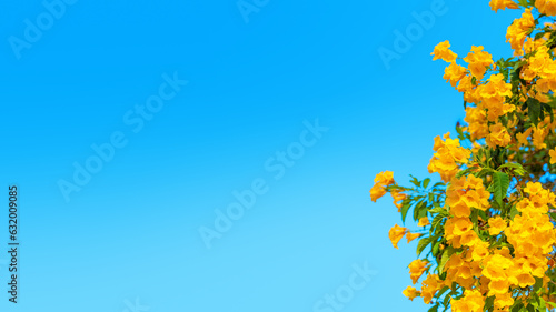 Yellow bells flowers green leaves blue sky background, tecoma trumpet bush, beautiful flower branch border, decorative frame design, natural floral decoration, greeting card template, text copy space