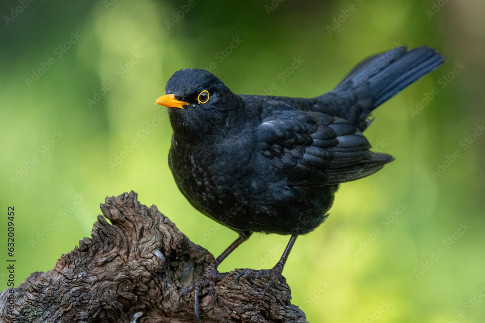 Obraz premium Amsel (Turdus merula)