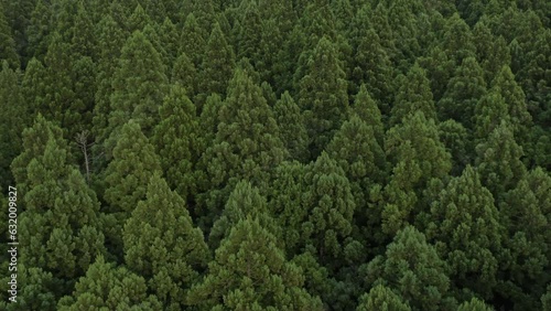 ドローン映像：一面に杉が生えた山