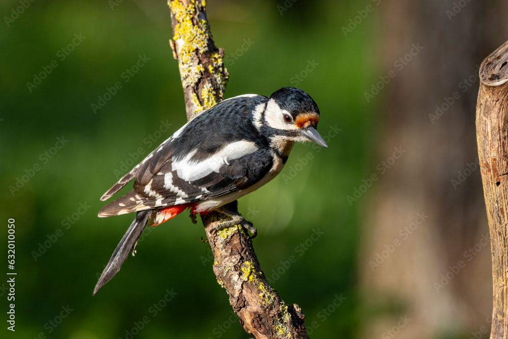 Obraz premium Buntspecht&nbsp;(Dendrocopos major)