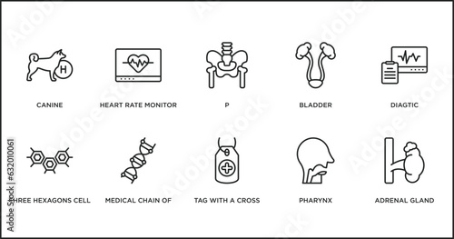 medical outline icons set. thin line icons such as p, bladder, diagtic, three hexagons cell, medical chain of dna, tag with a cross, pharynx vector.