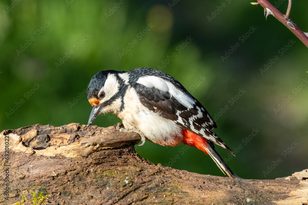Fototapeta premium Buntspecht&nbsp;(Dendrocopos major)