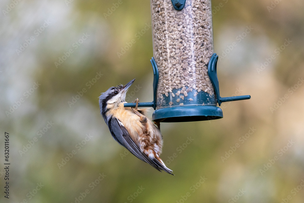 Naklejka premium Kleiber (Sitta europaea)