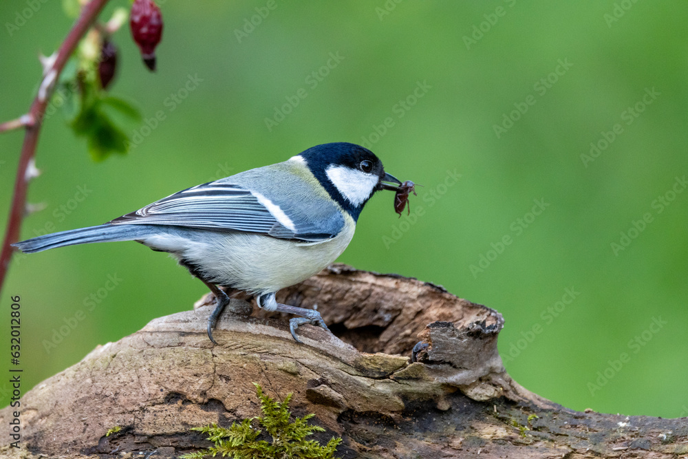 Fototapeta premium Kohlmeise (Parus major)