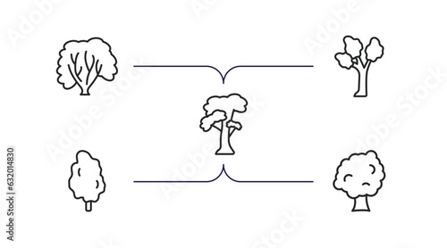 nature outline icons set. thin line icons such as american hornbeam tree, eastern cottonwood tree, slippery elm tree, tulip sycamore vector.