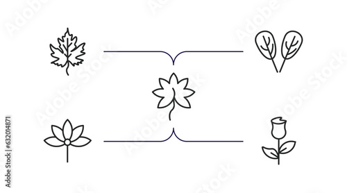 nature outline icons set. thin line icons such as gooseberry leaf, plum leaf, liquidambar leaf, palmatelly, roses vector.