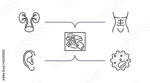 human body parts outline icons set. thin line icons such as two kidneys, human abdomen, skin cells, human ear, basophil vector.