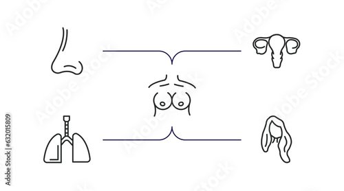 human body parts outline icons set. thin line icons such as male e of a line, human uterus, human breast, respiratory system, long wavy hair variant vector.