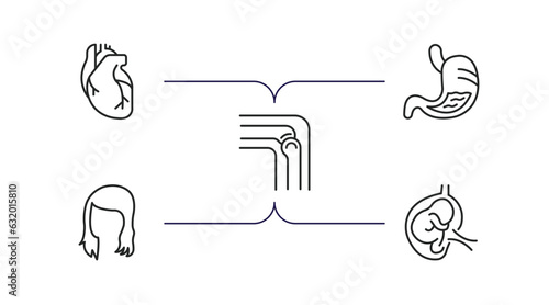 human body parts outline icons set. thin line icons such as human heart, stoh with liquids, bones joint, woman dark long hair, fetus in an uterus vector.
