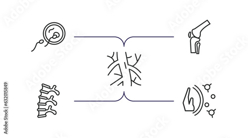 human body parts outline icons set. thin line icons such as fertilization, kneecap, human artery, human spine, immune system vector.