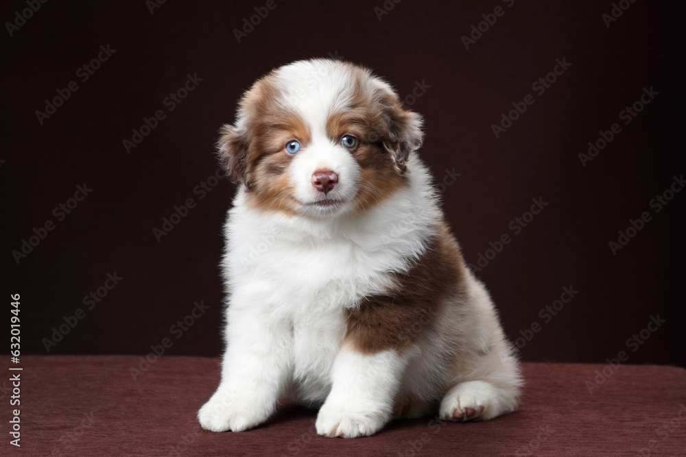 Cute fluffy miniature american shepherd puppy