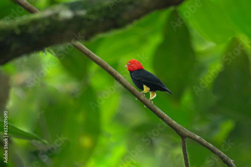 Red-capped Manakin, Pipra mentalis, rare bizar bird, Nelize, Central America. Wildlife scene from nature. Birdwatching in Belize. photo