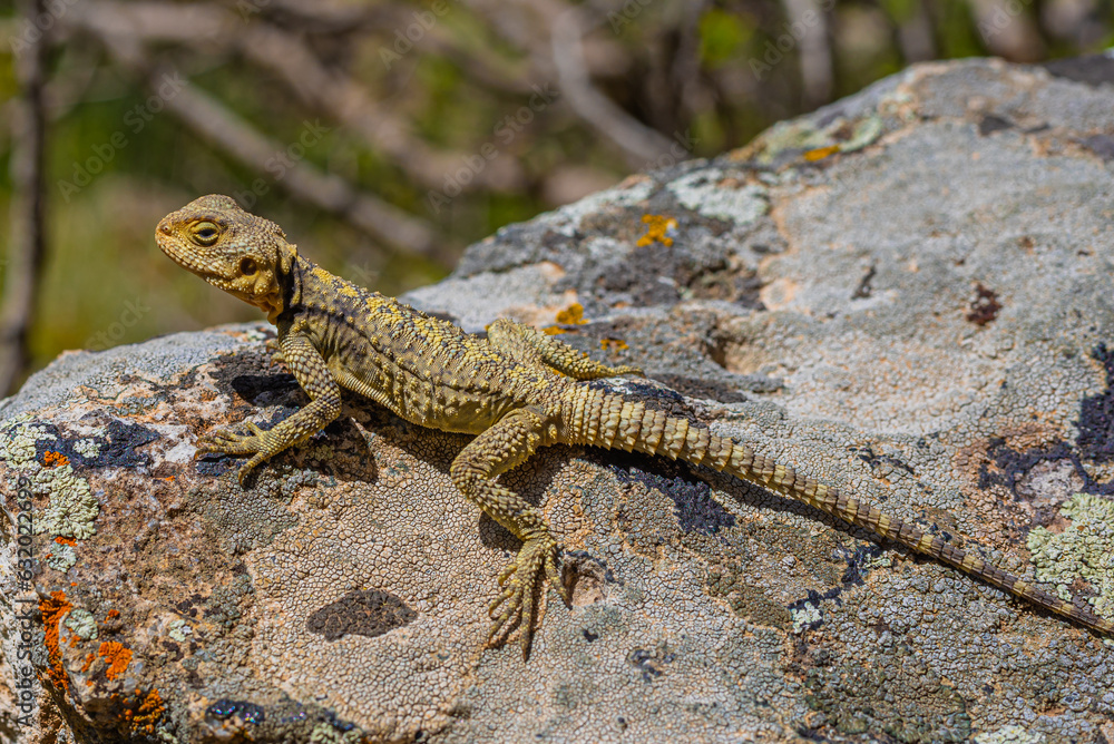 Painted dragon reptile Stellagama Stellio Brachydactyla on a rock, mimicry Painted dragon reptile Stellagama Stellio Brachydactyla on a rock, mimicry