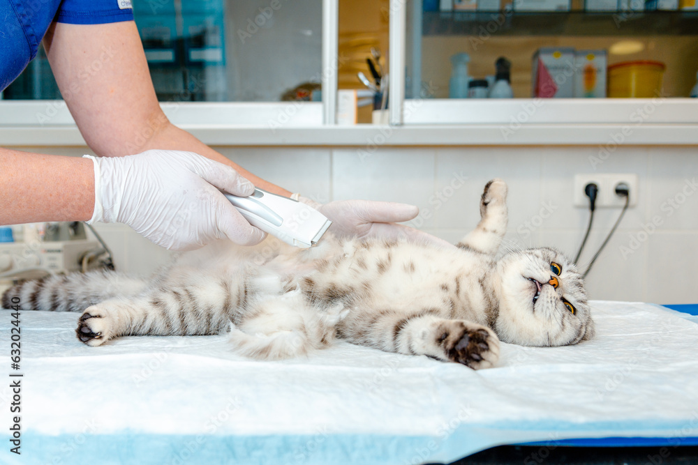 A veterinarian's hand shaves a cat's belly at veterinary clinic, the