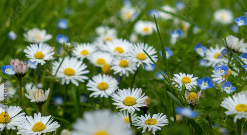 White daisies and blue forget-me-nots in a field