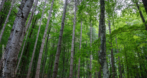 Dense forest with tall trees and green leaves